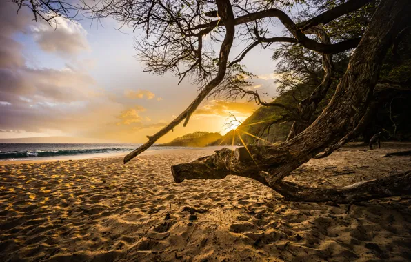 Wave, the sun, sunset, tree, the ocean, island, Beach