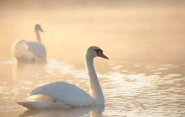 Picture white, water, light, fog, glare, bird, morning, haze