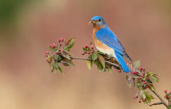 Flowers, bird, branch, spring, buds, flowering, mining, meal
