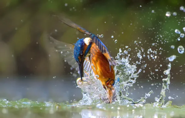 Water, squirt, bird, fish, Kingfisher, catch