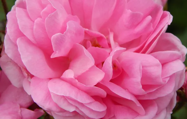 Picture macro, plant, roses, petals, buds