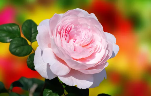 Wallpaper pink, roses, flowers, macro, gentle