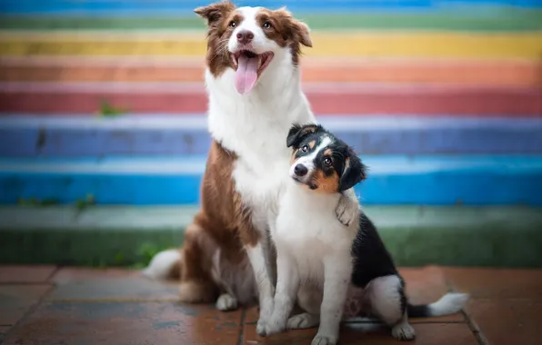 Dogs, look, pose, puppy, a couple, two dogs, faces