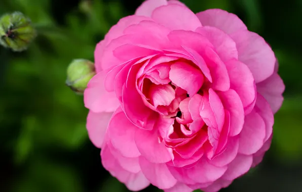Flower, green, background, pink, petals, peony