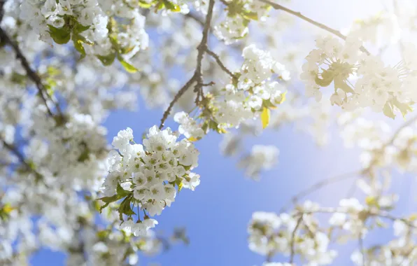 The sky, the sun, branches, spring, sunshine, flowering, blossom, spring