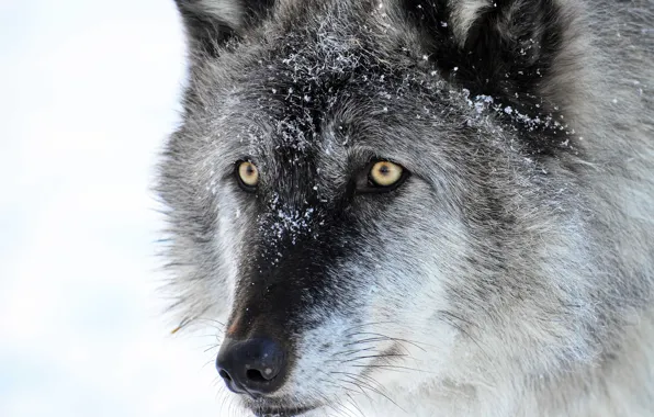 Face, close-up, background, wolf