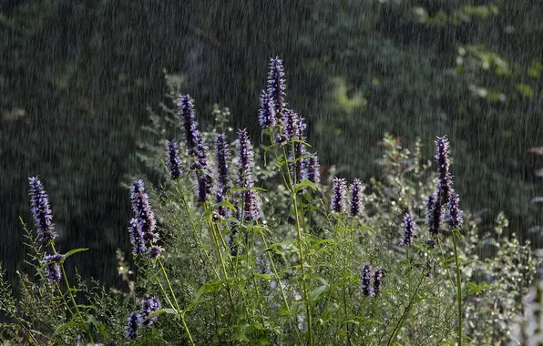 Picture summer, flowers, rain