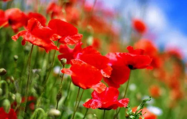 Field, Maki, petals, meadow