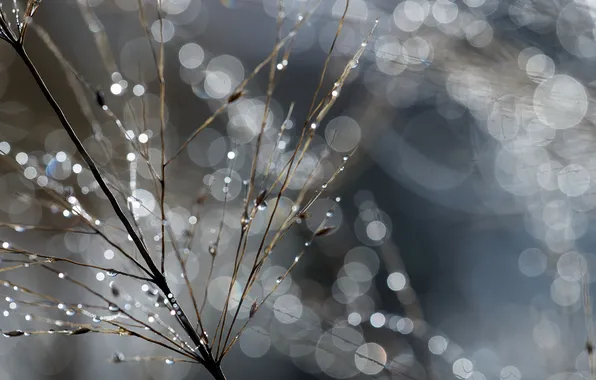 Drops, macro, light, branches, bokeh, Darin Kelley photography