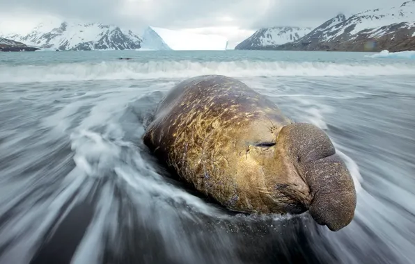 Sea, wave, nature, elephant