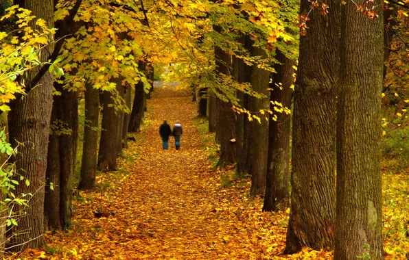 Autumn, trees, landscape, Park, walk