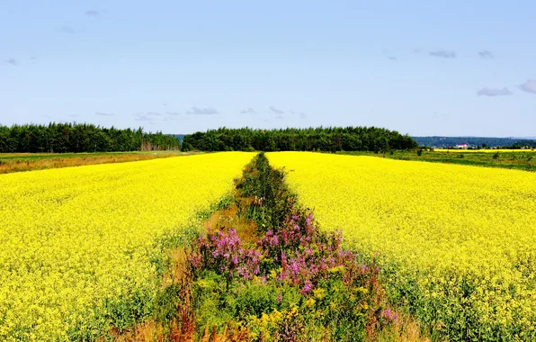 HORIZON, The SKY, FIELD, COLOR, FLOWERS, PLAIN, YELLOW, DAL