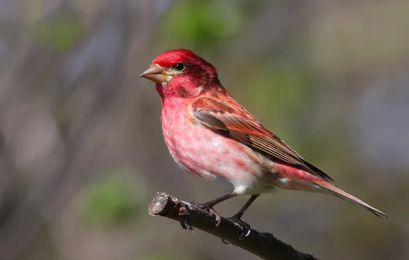 Branches, nature, bird, color, feathers