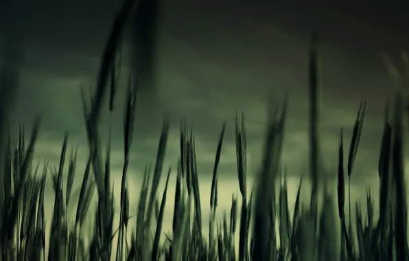 Picture grass, macro, twilight