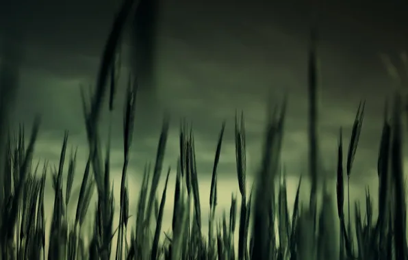 Grass, macro, twilight