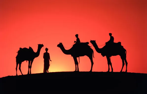 The sky, sunset, desert, horizon, silhouette, glow, camels, the Bedouins