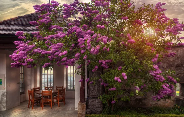 Flowers, table, tree, chairs, treatment, gazebo, castle garden