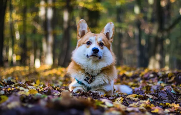 Autumn, forest, look, leaves, trees, Park, foliage, dog