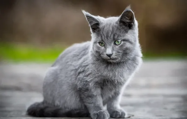 Road, cat, look, kitty, grey, background, kitty, sitting