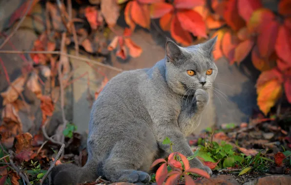 Autumn, cat, cat, look, leaves, light, nature, pose