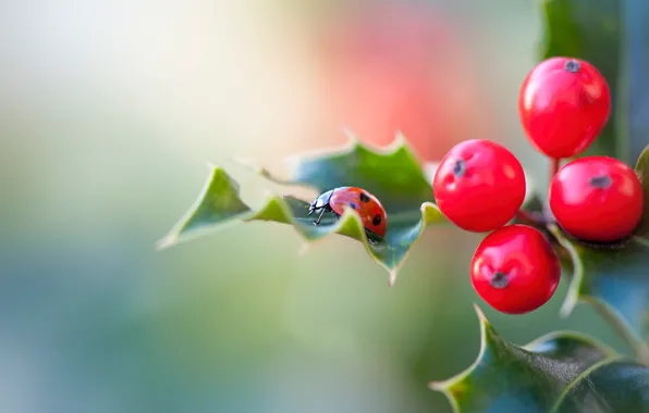 Leaves, macro, red, berries, ladybug, beetle, blur, fruit