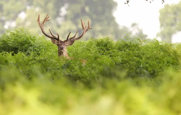 Summer, nature, deer