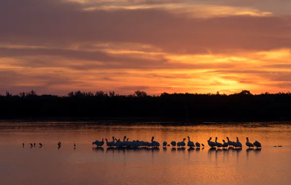 Forest, the sky, the sun, clouds, light, landscape, sunset, birds