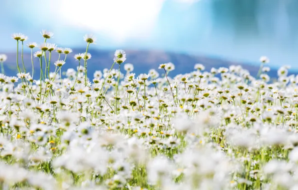Picture field, the sky, nature, chamomile