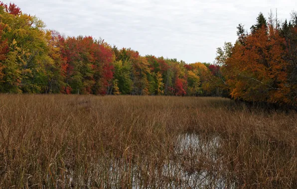 Picture colors, Autumn, Forest, Swamp, trees, Autumn, fall, Forest