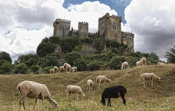 Sheep, Spain, Spain, Andalusia, Andalusia, Cordoba, Cordoba, Almodovar Castle