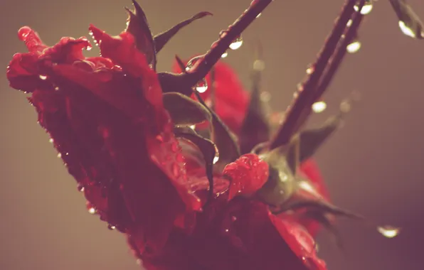 Drops, flowers, roses