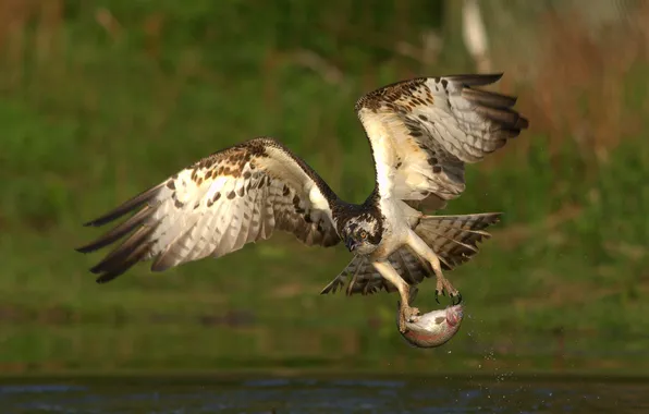 Picture bird, wings, fish, claws, pond