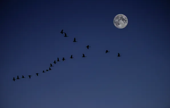Picture the sky, the moon, duck