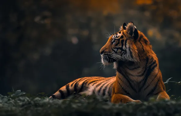 Autumn, look, face, nature, tiger, pose, the dark background, glade