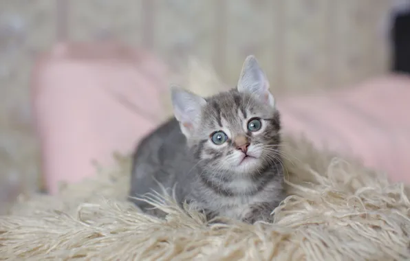 Cat, look, kitty, grey, pile, muzzle, bed, cute