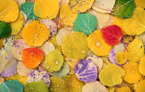 Autumn, color, macro, foliage, poplar
