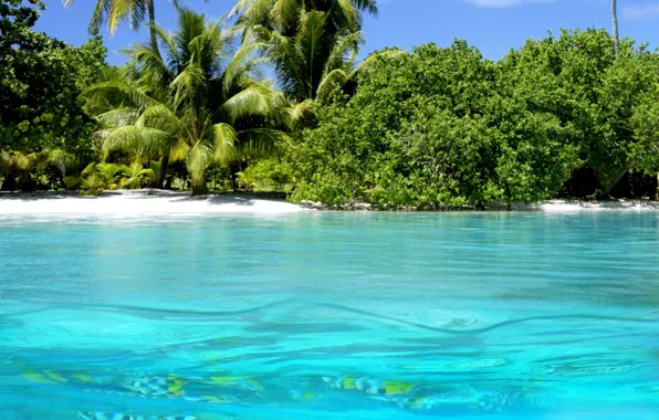 Water, nature, palm trees, the ocean, shore
