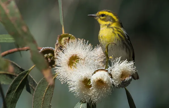 Leaves, flowers, branches, bird, yellow