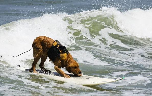Picture sea, sport, dog, Board