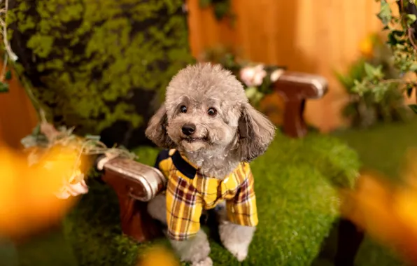 Look, pose, clothing, dog, costume, outfit, image, face