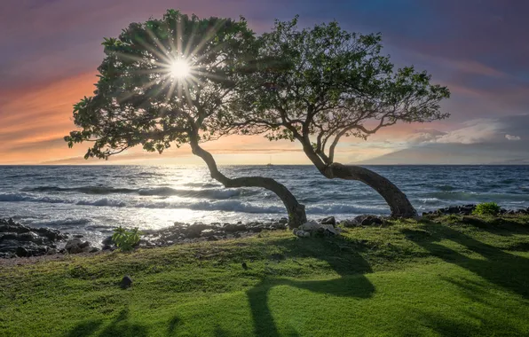 Sea, greens, the sky, the sun, rays, light, trees, trunks