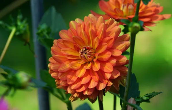 Flower, leaves, macro, background, stems, orange, petals, garden