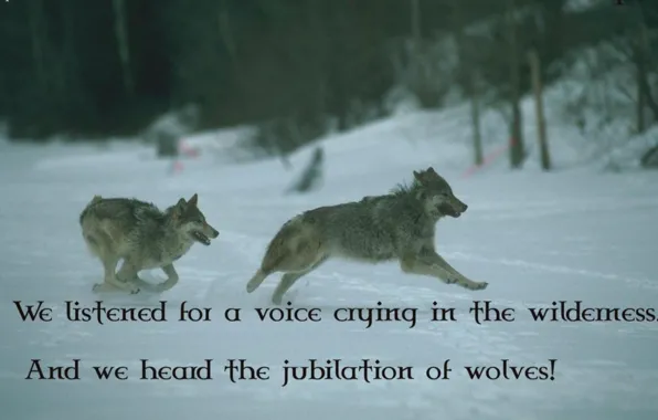 Predator, nature, animal, wolf, wildlife, portrait, portrait., Canis lupus. face