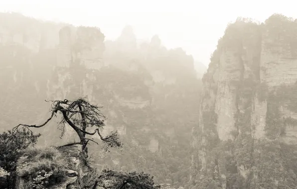 Mountains, tree, rocks, vegetation, China