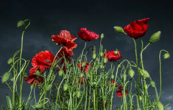 Summer, nature, Maki