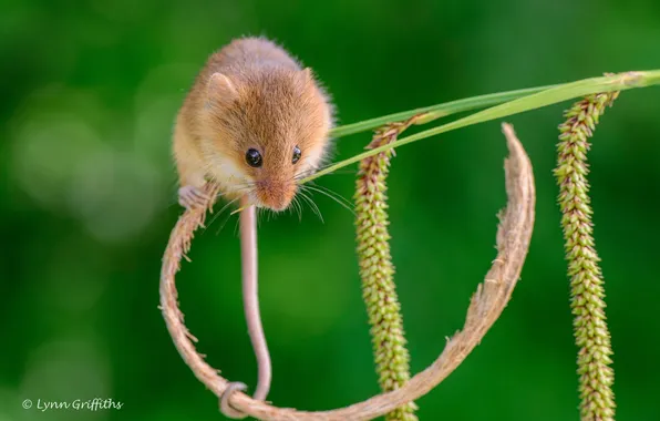 Picture mouse, tail, rodent, stem, the mouse is tiny