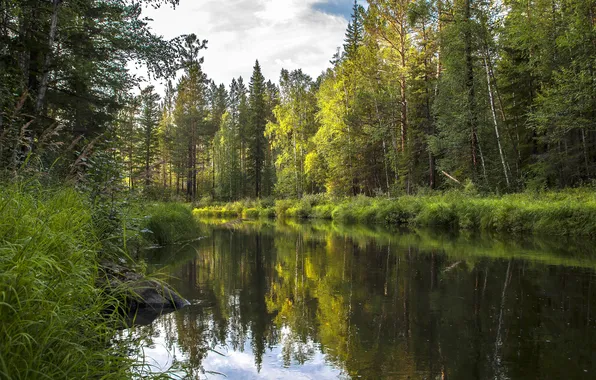 Forest, the sky, grass, clouds, trees, river
