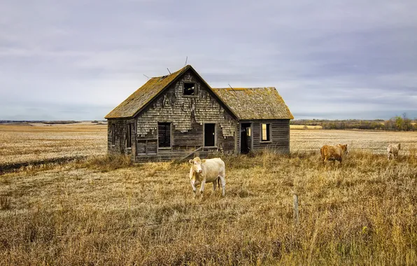 Field, landscape, house, cattle