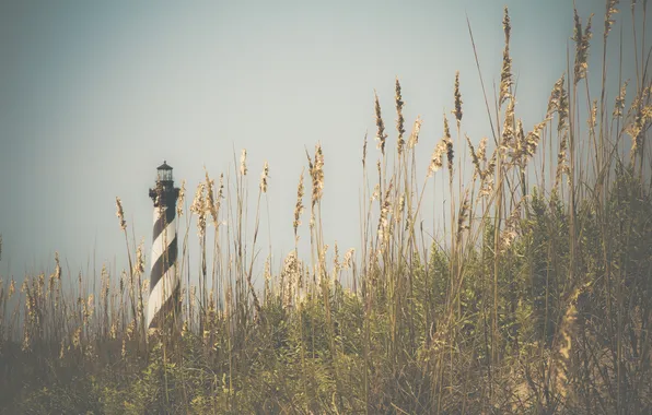 Picture the sky, grass, stems, lighthouse