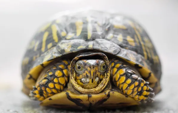 Eyes, look, turtle, portrait, blur, light background, yellow, bug